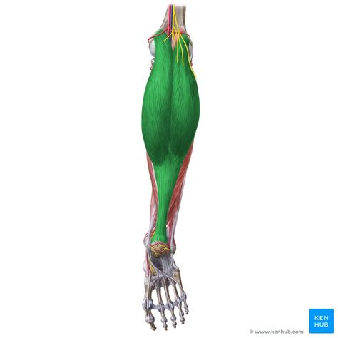 Gastrocnemius muscle (Musculus gastrocnemius); Image: Liene Znotina Gastrocnemius Muscle, Macrame Plant, Macrame Plant Hanger, Plant Hanger, Wind Sock, Human Body, Human