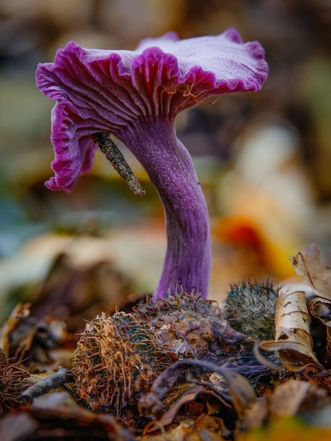 Amethyst deceiver (Laccaria amethystina). Amethyst Deceiver Mushroom, Amethyst Deceiver, Amethyst Mushroom, Shroom Art, Mushroom Photography, Photography Fujifilm, Mushroom Core, Mushroom Plant, Mushroom Pictures