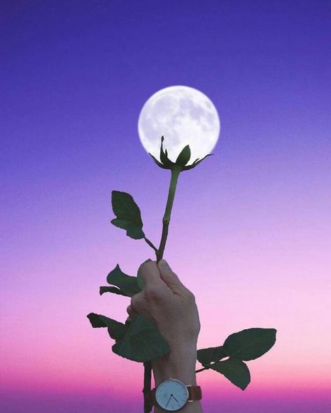 Flower moon. Illusion Photos, Forced Perspective, Perspective Photography, Creative Photos, Photography Inspo, Creative Photography, Photography Tips, Picture Ideas, Photo Inspiration