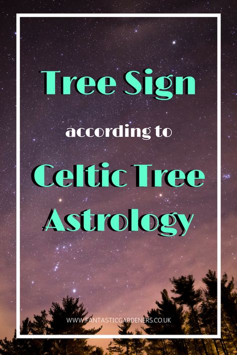 Did you know that the ancient Celtic druids used to worship trees? Find out which your tree sign is according to their tree astrology. Celtic Tree Astrology, Celtic Druids, Tree Sign, Tree Signs, Celtic Tree, Astrology Signs, Cosmos, Worship, Zodiac Signs