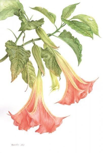 Angel Trumpet Plant, Botanical Artists, Contemporary Botanical Art, Angel Trumpet, Teaching Students, Beautiful Plants, Painting Art Lesson, Plant Drawing, Nature Drawing