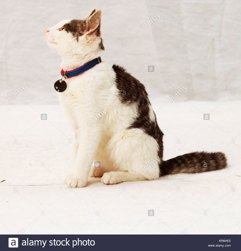 Download this stock image: Young tabby and white cat sitting, looking up, wearing blue collar with metal identity tag, side view. - AR6HE5 from Alamy's library of millions of high resolution stock photos, illustrations and vectors. Cat Crafts Preschool, Cats Funny Cartoon, Cats Sitting, Cat Anatomy, Cat Anime, Cat Stands, Cat Quotes Funny, Cat Whiskers, Cat Pose