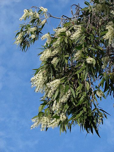 Melaleuca Quinquenervia, Queenslander Renovation, Wind Break, Australian Native, Common Names, Sunshine Coast, Color Pallets, Green Flowers, Tea Tree