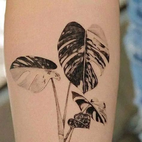 plants houseplants decor on Instagram: "So beautiful monstera tattoo  . 📷@frommay_tat . . 💡💡 DM for credit or removal request (no copyright infringement intended).💡💡 🔗 All rights and credits reserved to the respective owner(s) . Please 👇 ♡ ㅤ    ❍ㅤ     ⎙ㅤ     ⌲  ˡᶦᵏᵉ  ᶜᵒᵐᵐᵉⁿᵗ    ˢᵃᵛᵉ     ˢʰᵃʳᵉ _ #houseplants  #bonsai  #caladium  #sansevieria  #monstera  #begonia  #plants #plantslover #succulents  #homedecor  #houseplant #indoorjungle #plantlady #indoorplantsdecor #cactus  #indoorplants #plantsaddict #plantparent #propagation #plantlife" Thai Constellation Monstera Tattoo, Monstera Tattoo Thigh, Monstera Fruit, Monstera Tattoo Sleeve, Monstera Tattoo Design, Monstera Leaf Tattoo, Houseplant Tattoo, Bonsai Tattoo, Monstera Tattoo