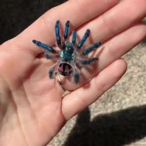 Brazilian Jewel Spider, Jewel Tarantula, Spider Reference, Spidersona Ideas, Cool Insects, Wild Kingdom, Character Board, Pet Ideas, Lil Pump