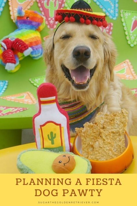 Dog Party Food, Dog Party Games, Dog Party Invitations, Lets Pawty, Dog Party Decorations, Dog Party Favors, Margarita Party, Daycare Themes, Dog Themed Parties