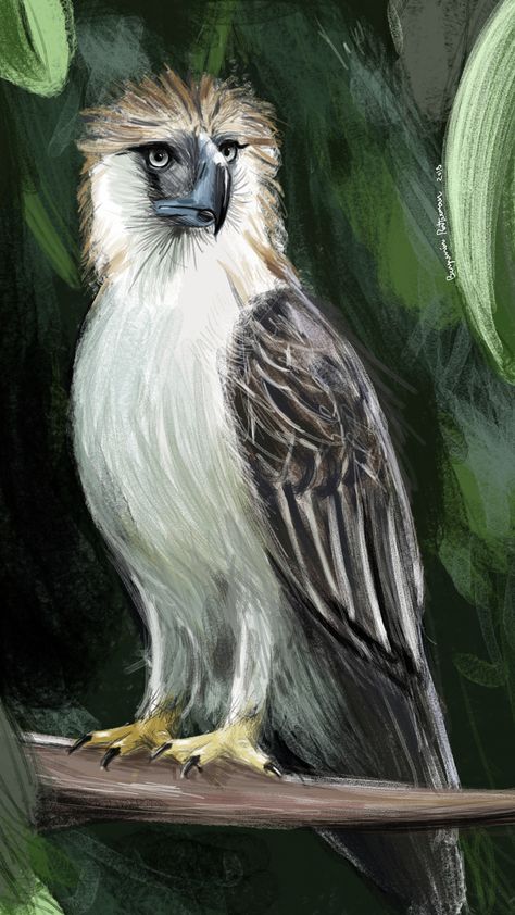 Philippine Eagle Art, Philippine Eagle Drawing, Draw Eagle, Eagle Drawing Easy, Philippine Eagle, Easy Draw, Eagle Drawing, Eagle Images, Eagle Painting