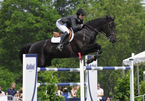 (soon-to-be grand prix horse) 5 y/o irish sport horse Black Horse Jumping, Irish Horse, Irish Sport Horse, Jumping Horses, Show Jumping Horses, Horse Story, Horse Black, Horse Riding Tips, Beautiful Horse Pictures