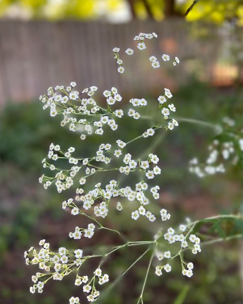 Blue Ridge Wildflower Society (@blueridgewildflower) • Instagram photos and videos Woodland Flowers, Wild Forest, Forest Flowers, Blue Ridge, Wild Flowers, Forest, Instagram Photos, Photo And Video, Instagram Photo