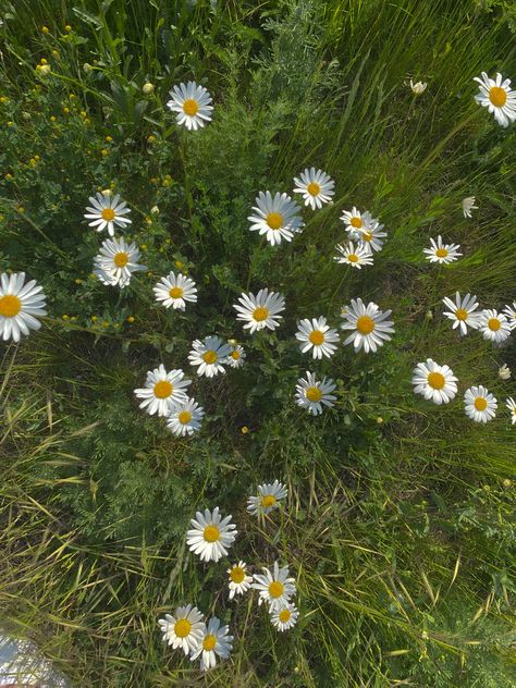 Small Flower Aesthetic, Nature Dress, Flowers Aesthetic, Character References, Summer 24, Digital Book, Random Pics, Little Flowers, Green Beauty