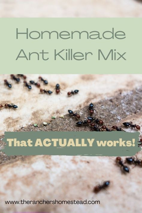 Homemade Ant Killer Mix That ACTUALLY Works! - The Ranchers Homestead Any Killer Natural, How To Prevent Ants In The House, Remove Ants From House, Ant Mound Killer, How To Get Ride Of Ants In Your House, Ants In Kitchen Get Rid Of, Ant Control In House, Borax Ant Killer Recipe, Get Rid Of Fire Ants In Yard