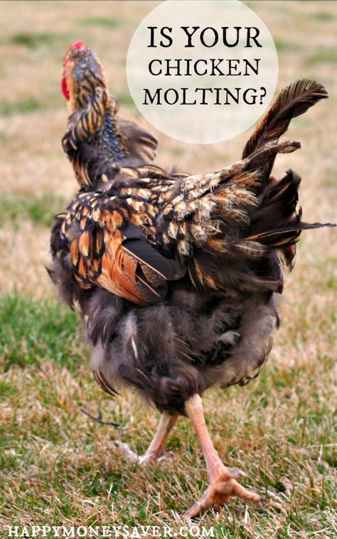 Chickens 101 - Chicken Molting. Is your chicken losing feathers? Read all about the signs of chicken molting. happymoneysaver.com Molting Chickens Hens, Chicken Homesteading, Chicken Kisses, Chickens Losing Feathers, Chicken Molting, Chicken Projects, Chickens Coop, Molting Chickens, Chickens 101