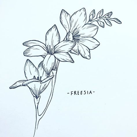 2. Freesia  Fresh off the paper ink still drying! So happy to celebrate the 1st birthday of @floralsyourway ! Heres to many more months of floral inspiration  heres my drawing of some beautiful freesias hand drawn using @uniball_uk pigment pens  . . . . #floralsyourway #handdrawing #drawing #floralinspiration #floralillustration #illustration #ink #artofinstagram #flower #floral #print #pattern #fashion #textiles #surfacepattern #artistsoninstagram #typography #illustrationnow #calligraphy #mode Freesia Tattoo, Realistic Flower Drawing, Small Girly Tattoos, Freesia Flowers, Fashion Textiles, Cute Tiny Tattoos, Floral Inspiration, Ink Sketch, Simplistic Tattoos