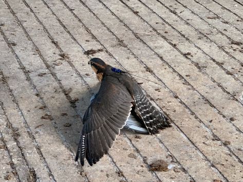 (11) HawkFeathers on Tumblr - #aplomado falcon Mellinium Falcon, Ebon Hawk Autopilot, African Pygmy Falcon, Falcon Hawk, Red Footed Falcon, Hawk Feathers, Falcon Heavy