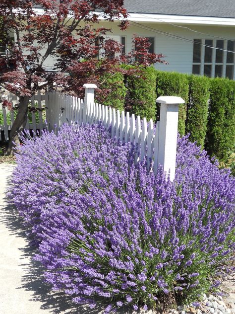 Lavender and picket fence combination, so good! Picket Fence Planting, Lavender Hedge Landscaping, Picket Fence Front Garden, Lavender Along Fence, Lavender Front Yard, Lavender Hedge Front Yards, Picket Fence Ideas Front Yard, Picket Fence Landscaping, Lavender Fence