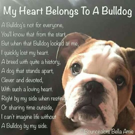 My Heart Belongs To A Bulldog..... Bulldog Quotes, Bag Balm, Olde English Bulldogge, Bulldog Pics, Bulldog Mom, Bulldog Funny, Cute Bulldogs, Bulldog Gifts, British Bulldog