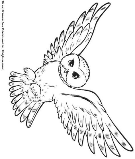 back ♥ Print this Snowy Owl color page Animal coloring pages ... Carte Harry Potter, Harry Potter Coloring Pages, Harry Potter Theme Birthday, Cumpleaños Harry Potter, Harry Potter Owl, Harry Potter Bday, Harry Potter Classroom, Owl Coloring Pages, Animals Printable