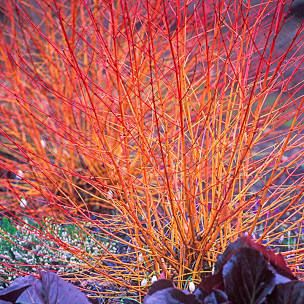 Cornus Sanguinea, Dogwood Shrub, Red Twig Dogwood, Twig Dogwood, Floribunda Roses, Spring Hill Nursery, Perennial Bulbs, Brick Garden, Clematis Vine