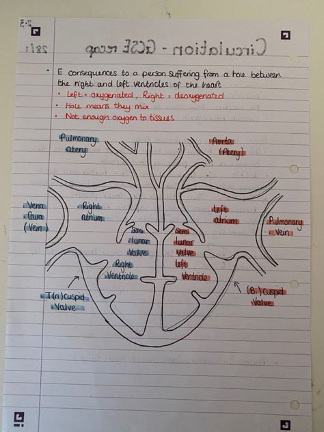 Blue = deoxygenated blood Red = oxygenated blood Although in the body deoxygenated blood is dark red and oxygenated blood is bright red Heart Diagram, Blood Red, Bright Red, The Body, Dark Red, Red, Blue