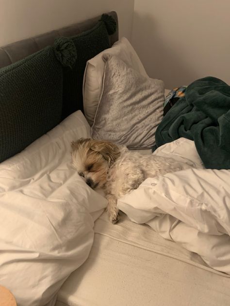 Dog Sleeping Aesthetic, Madalyn Aesthetic, Dog In Bed Aesthetic, Aesthetic Dog Bed, Dog On Bed, Andrea Core, Dog Sleeping In Bed, Pjo Dr, Bed Aesthetic