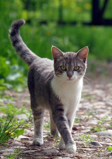 Blue Tabby Cat, Grey Striped Cat, Gray Striped Cat, Grey White Cat, Gray And White Cat, White Tabby Cat, Grey Tabby Cat, Gray Tabby Cat, Cat Walking