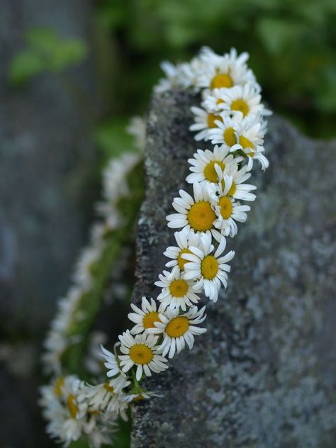 Daisy Flower Crown Wedding, Daisy Flower Crown, Daisy Crown, Grad Picture Ideas, Chains Aesthetic, Crown Aesthetic, Daisy Party, Secret Forest, Daisy Wallpaper