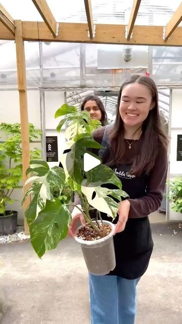 VANDULA FARMS on Instagram: "Holy Cow! A gorgeous family of these elusive Monstera Albo Variegata managed to escape and found their way into our greenhouse making it our wildest Monday ever! 😂🌿🙌" Monstera Albo Variegata, Monstera Albo, Diy Gardening, Holy Cow, Diy Garden, Cow, On Instagram, Instagram