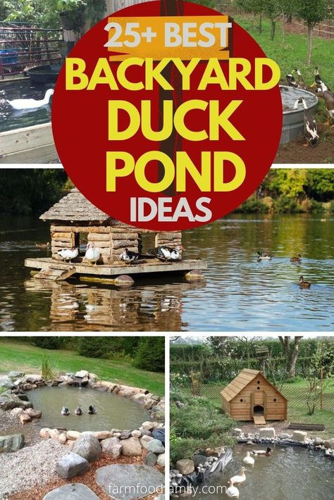 25+ Awesome DIY Backyard Duck Pond Ideas & Designs For 2022 Duck House By Pond, Duck Coop Ideas With Pond, Duck House On Pond, Farm Pond Ideas, Duck Ponds Backyard Diy, Backyard Duck Pond, Duck House Ideas, Diy Duck Pond, Duck Pond Ideas