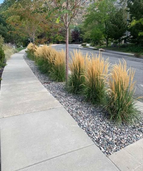 Xeriscape Yard, Front Pathway, Sidewalk Garden, Sidewalk Landscaping, Xeriscape Front Yard, Simple Front Yard Landscaping Ideas, Simple Front Yard Landscaping, Simple Front Yard, Privacy Landscaping