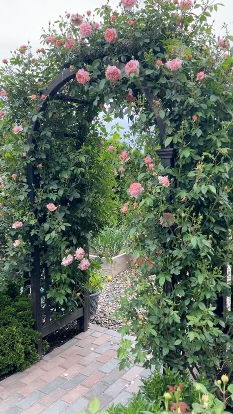 gardenanswer on Instagram: ‘Colette’ is just the best climbing rose. 😍 I’ve had lots of climbers and this one (though FULL of thorns) is my favorite. 💗 Climbing Roses Arch, Colette Climbing Rose, Colette Rose, Circular Garden, Garden Answer, Greenhouse Garden, Rose Trellis, Climbing Rose, Honey Rose