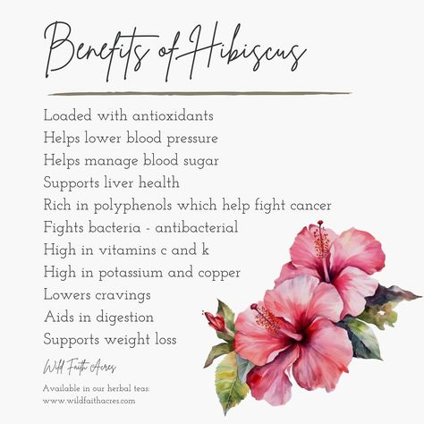 Hibiscus is a summer flower and it has so many incredible benefits when used regularly. While we love to enjoy the blooms, we definitely love to harvest them and use them in things like tea. Hibiscus can be found in our Immune Boosting tea blend, and will be available in our newest Summer Sunshine tea set to launch next week! Botanical name: Hibiscus sabdariffa Immunity Boosting Tea, Hibiscus Flower Tea Benefits, Hibiscus Water Benefits, Hibiscus Benefits Health, Hibiscus Flower Uses, Hibiscus Flower Benefits, Raspberry Hibiscus Tea, Herb Cards, Mimosa Tea