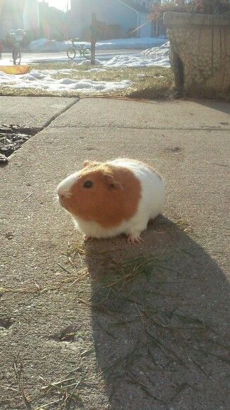 A geunia pigs first day out in the spring. Geunia Pigs, Cutee Animals, Cute Guinea Pigs, Guinea Pigs, Pigs, Beautiful Creatures, First Day, Animals, Quick Saves