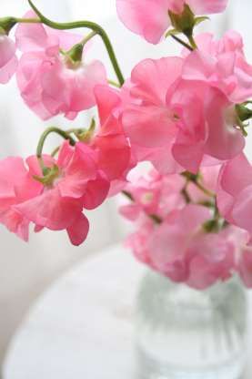 Birth Flowers Are a Real Thing, and You Need to Know the Meaning Behind Yours ASAP Lathyrus Odoratus, Sweet Pea Flowers, Garden Vines, Pea Flower, Pink Garden, Birth Flowers, Flower Images, Garden Paths, Sweet Pea