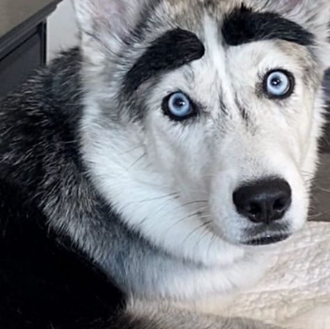 Katlin Longfield & Snow Dogs | 2HUSKETEERS on Instagram: "Like if we made you smile and comment with a joke of your own! ❤️ . . . . . . . . #2husketeers #funnydogs #iseeyoulooking #dogsofinstagram #huskies #huskypuppy #instadog #weeklyfluff #ilovedogs #dogoftheday #thisweekoninstagram #huskylife #dailybarker #barked #toocute #doggosbeingdoggos #cutedogvideos #dogreels #weratedogs #bestwoof #mondaymotivation #comedy #funnydogvideos #doggosdoingthings #funnyreels #eyebrows #coloradodogs" We Rate Dogs, Snow Dogs, Husky Puppy, Funny Dog Videos, Dog Gifs, You Smile, Monday Motivation, I Love Dogs, Dog Days