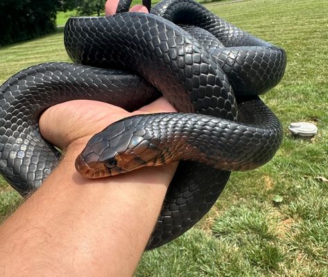 Hognose Snake Morphs, Eastern Indigo Snake, Indigo Snake, Big Pet Snake, Dream Snake, Red Bellied Black Snake, Burmese Python, Western Hognose Snake Morphs, Reticulated Python