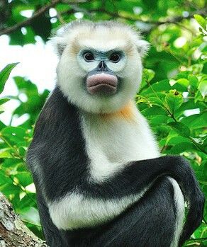 Tonkin snubbed nosed monkey Snub Nosed Monkey, Snub Nose, Leg Days, Proboscis Monkey, Nose Job, Tao