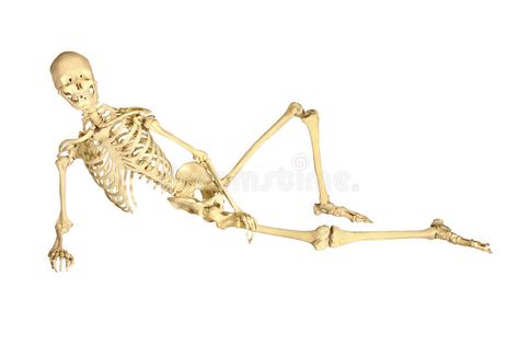 Human skeleton reclining. Full human skeleton reclining, isolation on white back , #SPONSORED, #reclining, #Full, #Human, #skeleton, #white #ad Skeleton Laying Down, Scroll Tattoos, Reclining Figure, Human Skeleton Anatomy, Skeleton Anatomy, Isometric Drawing, Human Leg, Skeletal System, Human Skeleton