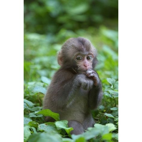 Cute little monkey❤️ Baby Monkeys, Dream Pet, Pet Monkey, Cute Monkey, Okayama, Baby Monkey, Primates, Animal Tattoos