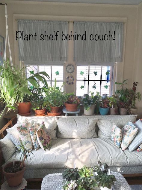 Behind Couch Plant Shelf, Behind Couch Plants, Plant Shelf Behind Couch, Plants Behind Couch, Window Behind Couch, Couch Against Window, Shelf Behind Couch, Window Plant Shelf, Seattle Apartment