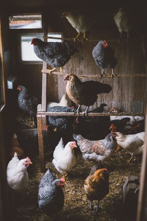 Peach Salad, Future Farms, Farm Lifestyle, Farm Photography, Chickens And Roosters, Ranch Life, Farms Living, Down On The Farm, Hobby Farms