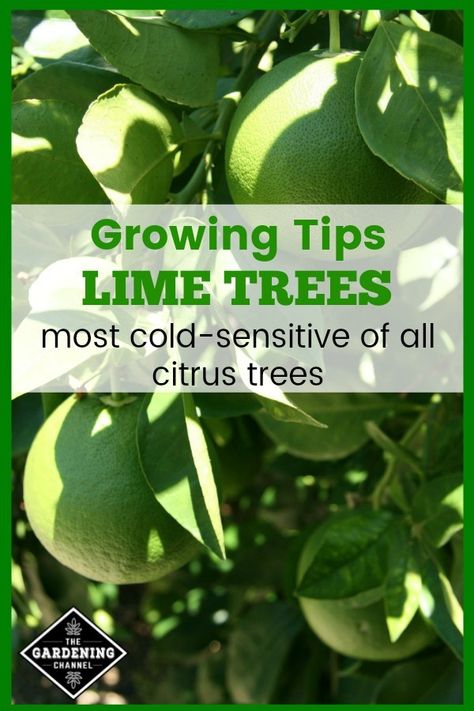 If you don't live in a warm climate, try growing lime trees indoors. Learn how to grow lime trees with these gardening tips. #gardeningchannel #fruittrees #fruitgardening Trees Indoors, Lime Trees, Growing Fruit Trees, Lime Tree, Citrus Trees, Wildflower Garden, Home Vegetable Garden, Growing Fruit, Hydroponic Gardening