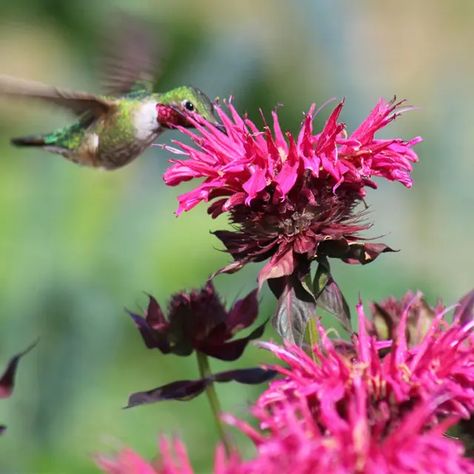 Perennial Plants & Perennial Flowers | American Meadows Monarda Didyma, Deer Resistant Perennials, Hydrangea Arborescens, Swamp Milkweed, Creeping Phlox, American Meadows, Bee Balm, Spring Plants, Flower Spike