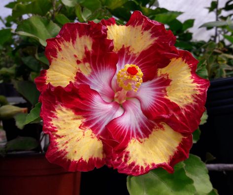 Hibiscus 'Caribbean Raging Bee' - a stunning flower with excellent form and markings. Caribbean Flowers, Rosa China, Tropical Flower Plants, Hibiscus Plant, Hawaiian Hibiscus, Unusual Flowers, Hawaiian Flowers, Pretty Plants, Hibiscus Flower