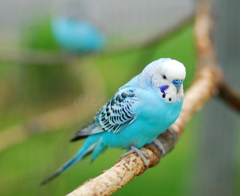 Budgerigar Bird, Blue Budgie, Blue Parakeet, Budgies Bird, Budgie Parakeet, Parrot Pet, Pet Monkey, Australian Birds, Funny Birds