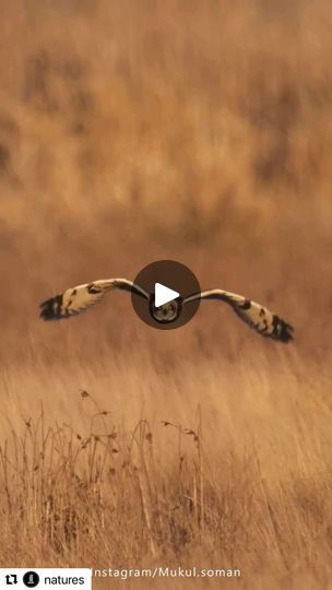 65K views · 3.4K reactions | Looking forward to the return of Shirt-eared Owls in our area later this fall! #Repost @natures with @use.repost・・・Short-eared owls mainly hunt during the daytime, flying low over moorland, grassland and saltmarshes where they feed on field voles and small birds. In Europe they can sometimes be seen flying out at sea on migration!⠀Awesome footage by @mukul.soman⠀Follow 👉 @natures for more!⠀⠀⠀⠀⠀⠀⠀⠀⠀⠀⠀Information from The Wildlife Trusts⠀⠀⠀#ioconservancy #natures #nature #wildlife #wildlifephotography #naturephotography #amazinganimals #naturelovers #earth #animals #animalsphotography  #amazingphotography #earthlovers #bird #birds #birdsofinstagram #birdwatching #owl  #shortearedowl | Wild Birds Unlimited Earth Animals, Wild Birds Unlimited, Short Eared Owl, Nature Wildlife, Birdwatching, Small Birds, Birds Flying, Wild Birds, Bird Watching