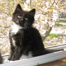 just like kitten BeBee was  black and white long haired tuxedo cat Tuxedo Kitten, Black And White Kittens, Tuxedo Cats, Adorable Kittens, Tortoise Shell Cat, Raining Cats And Dogs, Oreo Cookie, Kitty Games, White Kittens