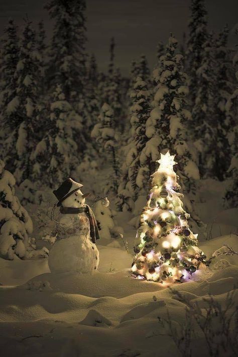 Kevin Smith, The Snow, Christmas Tree, Christmas