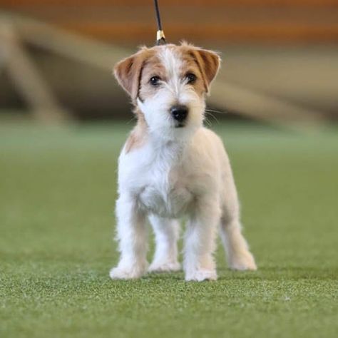 Terriers Breeds, Terrier Dog, Carin Terrier Puppies, Terrier Puppies Mixed, Small Terrier Breeds, British Dog Breeds, Australian Terrier Puppies, Irish Terrier Puppies, Types Of Terriers Dog Breeds