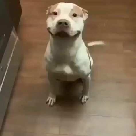 Video memes QlIGsFNI7 by MufasaTheKing: 303 comments – popular memes on the site iFunny.co Dog Brain, Pitbull Puppies, Puppy Breeds, Cute Dogs And Puppies, Pitbull Dog, Dog Gifs, Happy Dogs, Pitbull, I Love Dogs