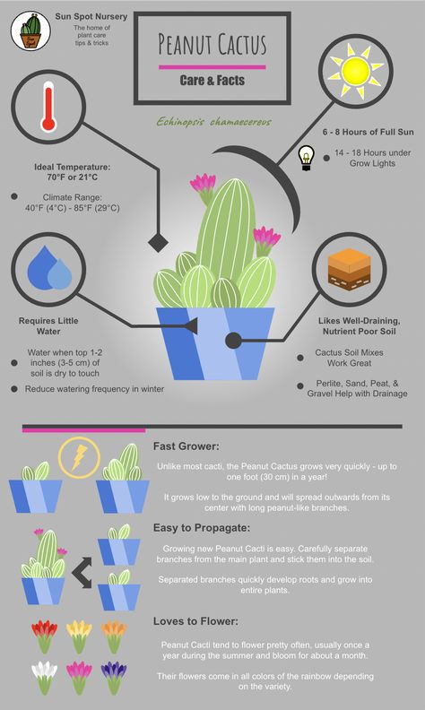 Cactus Growing Tips, Peanut Cactus Care, Cactus Care Tips Indoor, Moon Cactus Care, Cactus Care Indoor, Plant 101, Cactus Facts, Peanut Cactus, Kinds Of Cactus